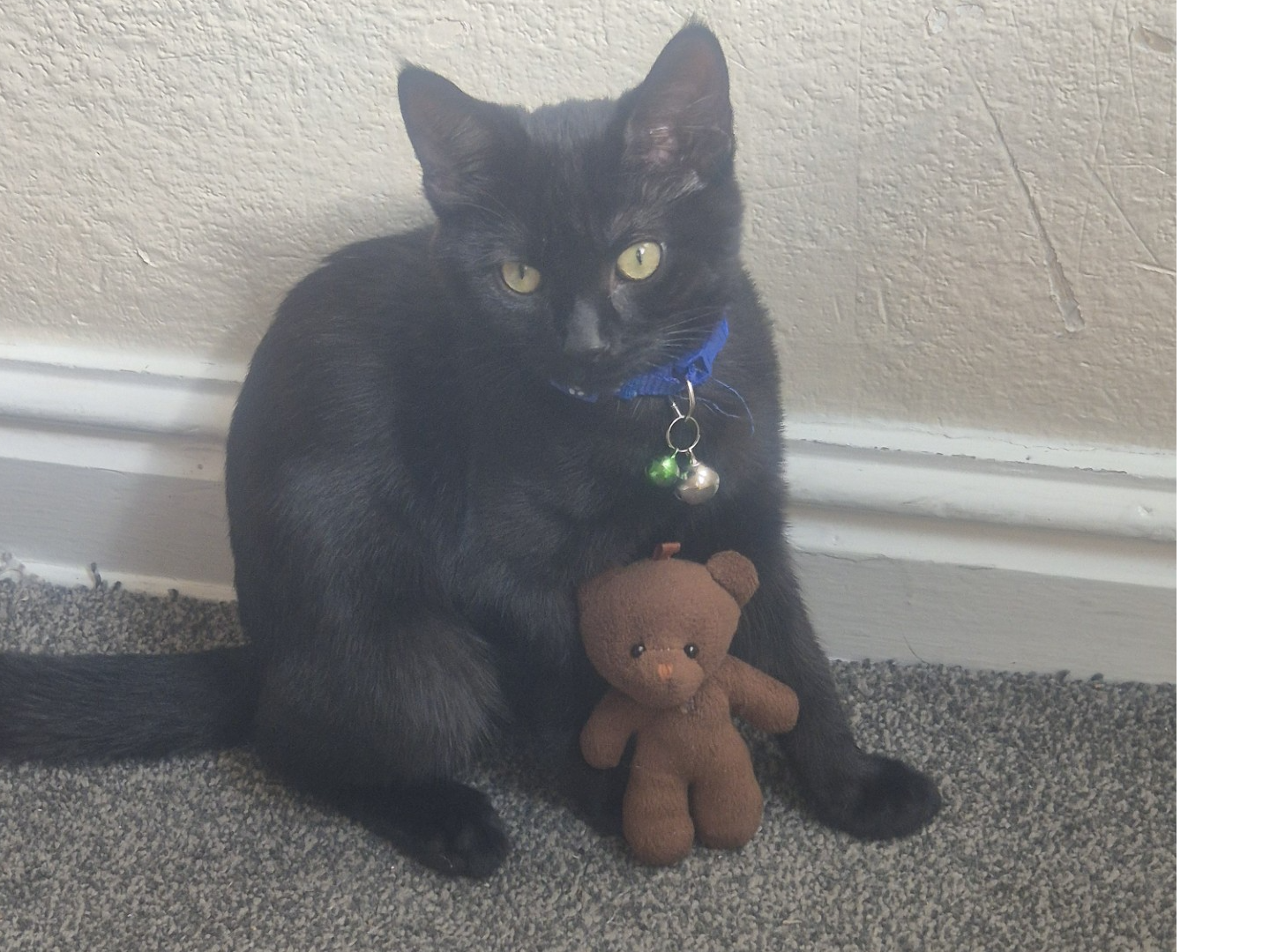 L525 - Milo - DERBY - Black Male