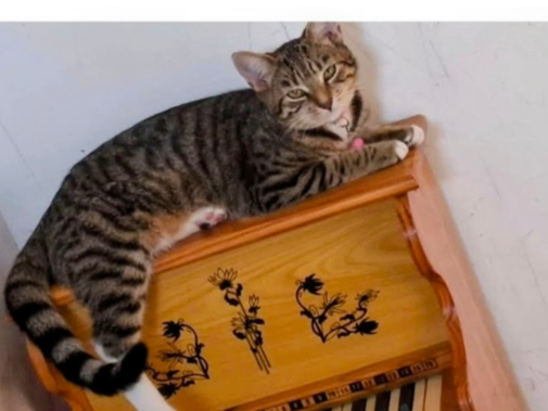 Matildaa Lost 2025.076 - Chester Court, Jamaica Place, Gosport