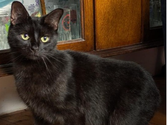 L527 - Rocky - DERBY - Black Male