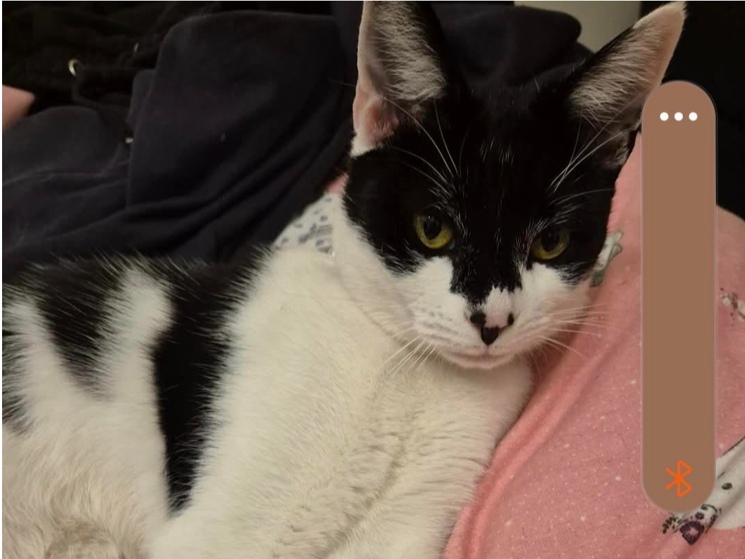 L526 - Tetris - CHADDESDEN - Black & White Female