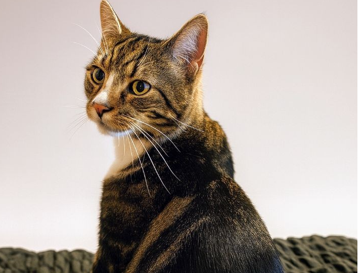 L528 - Alfie - MACKWORTH - Tabby/White Male
