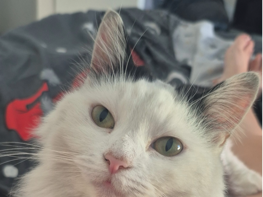 MISSING CAT: Trixie