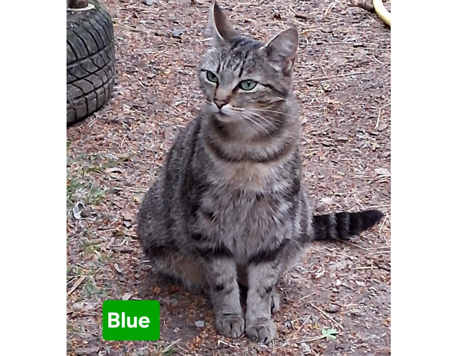 Blue