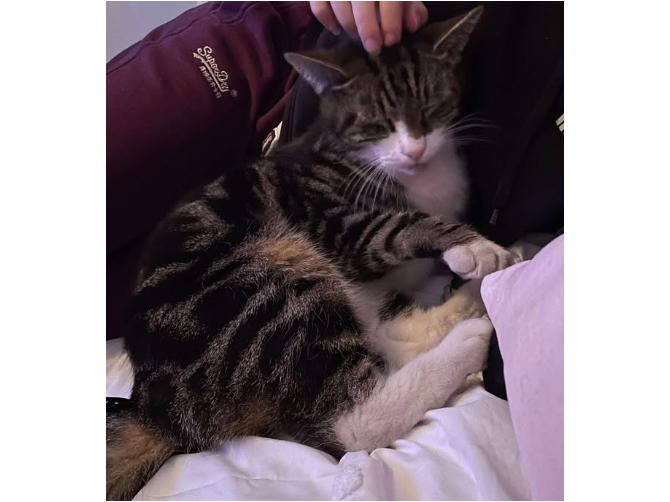 Tommy Lost 2025.078 - Virginia Park Rd (off Cambridge Rd), Gosport