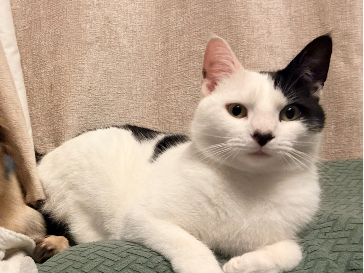 MISSING CAT: Meowth