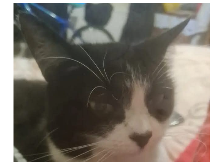 L531 - SINFIN - Black & White Female