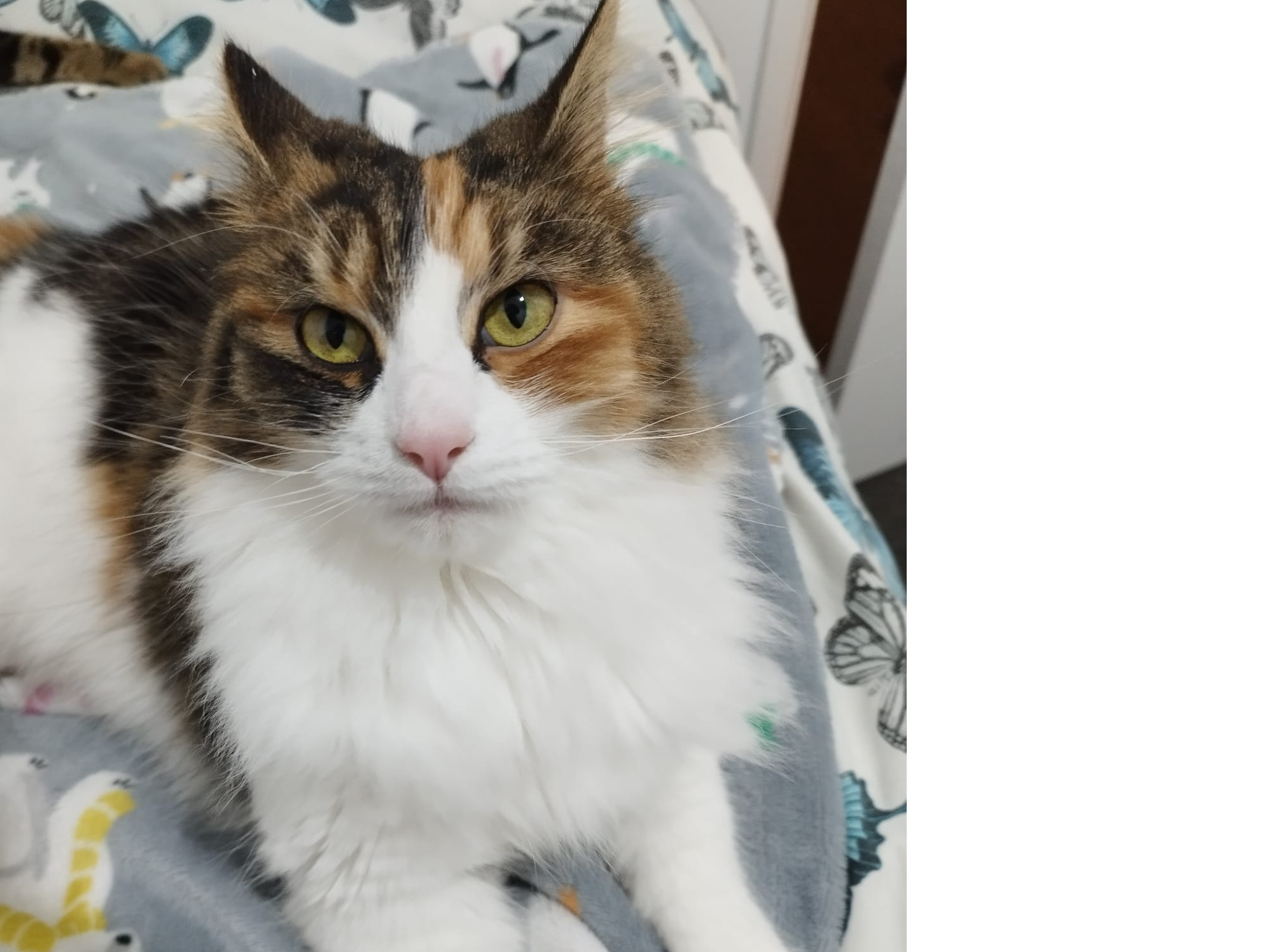 L532 - Maeve - DARLEY MOOR - White & Tortoieshell Female