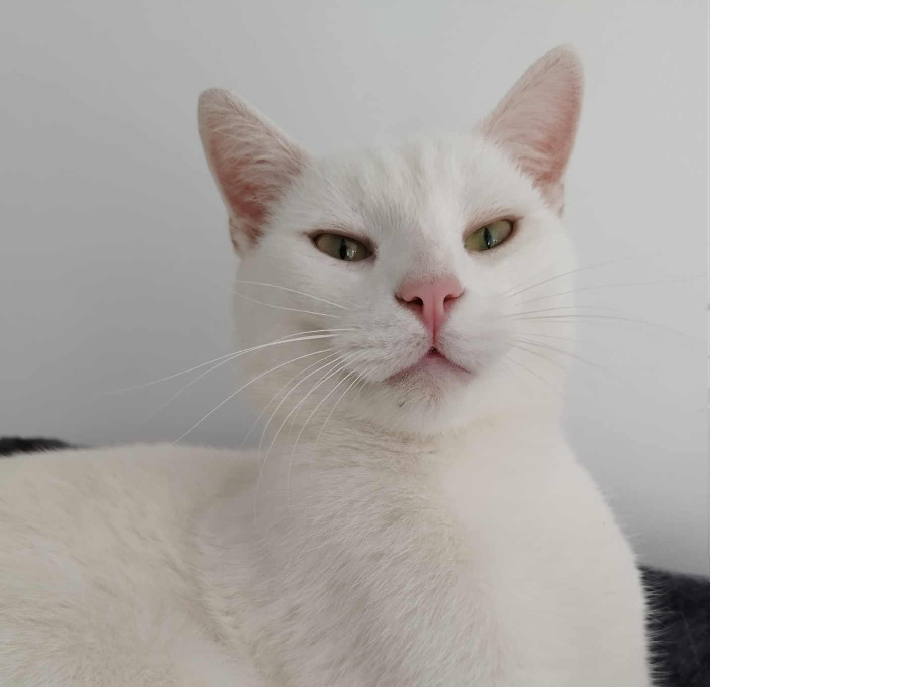 L533 - Monty - DARLEY MOOR - White Male