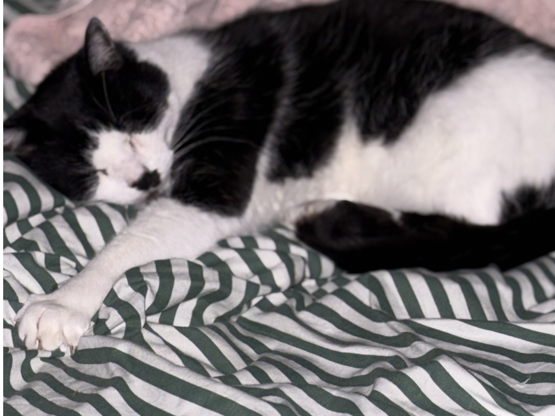 L535- MACKWORTH - Lucky, black  & white male,