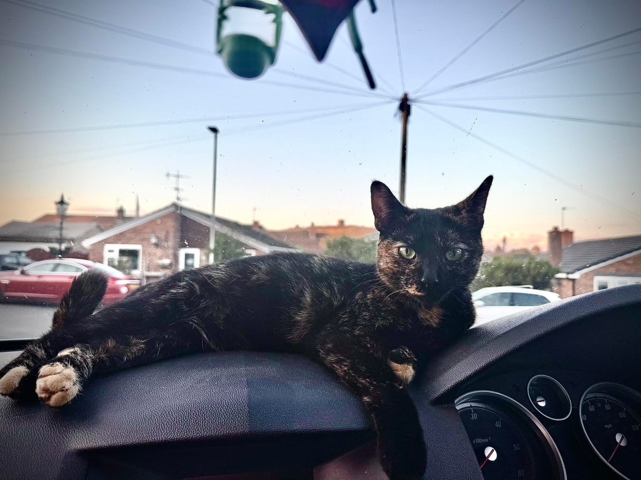 L536 - Harley - BREEDON ON THE HILL - Tortoiseshell Female