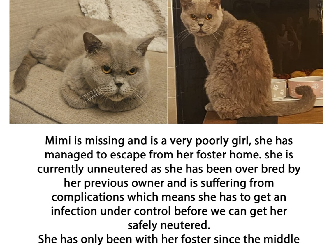 Mimi