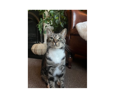 L537 - Gus- WINSHILL, BURTON. Tabby and white male