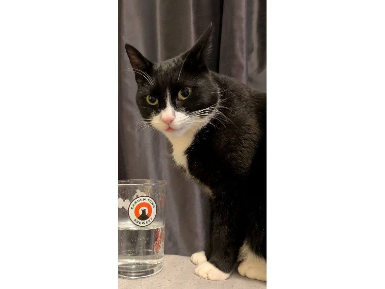 Pea Lost 2025.079 - Abshot Road (nr jct with Trevose Way), Titchfield Common, PO14