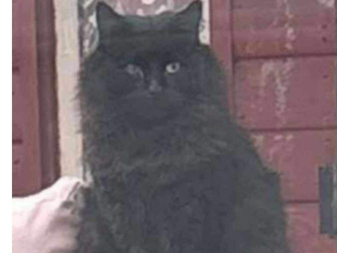 MALE- Black long haired