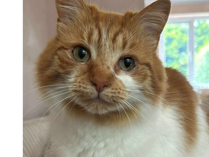 HONEY - Ginger and White female