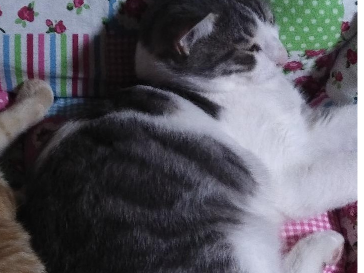 ZIKI - Grey and White male