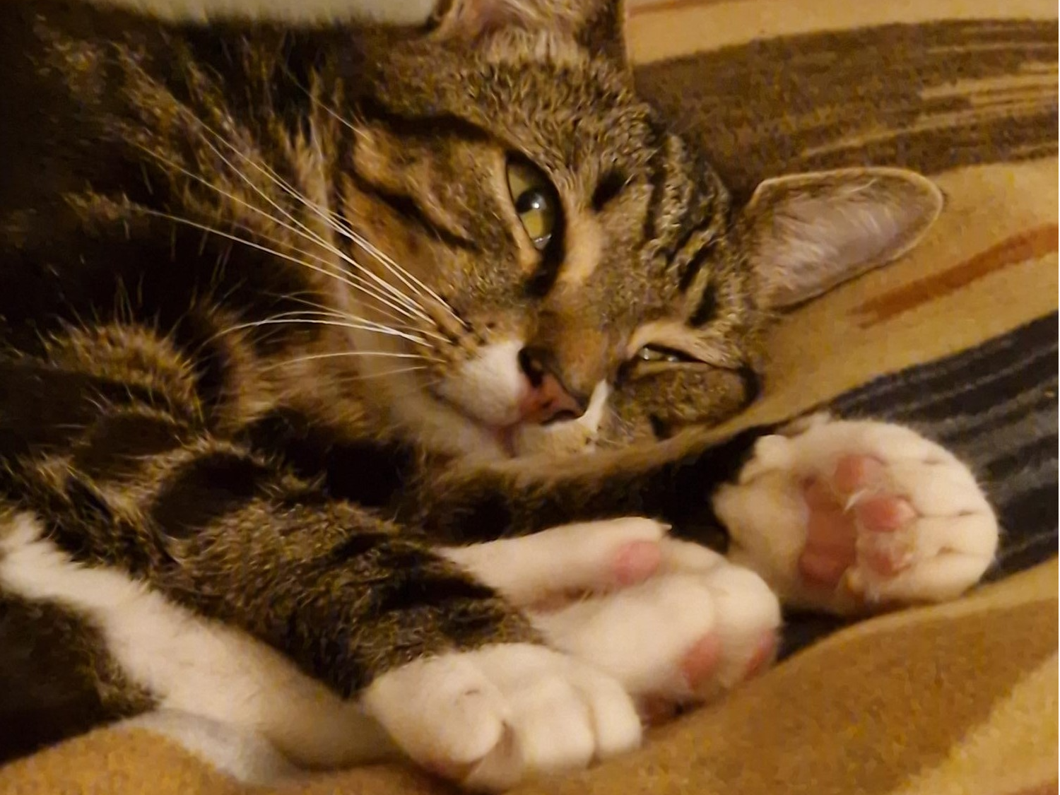 PICKLE - Male Tabby/White