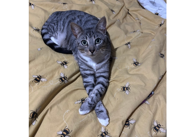 Enid Lost 2025.081 -around Pavilion Way, nr Morrisons, Gosport