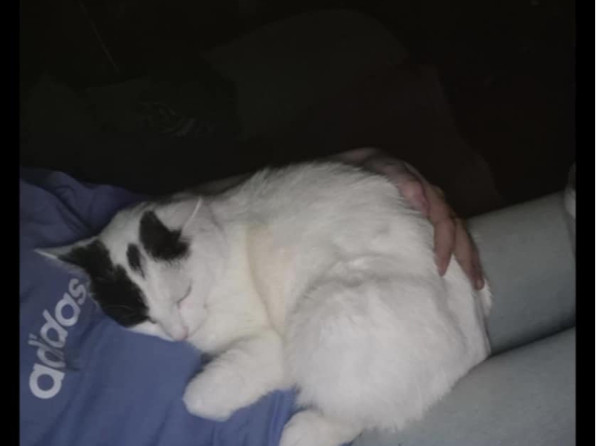 L538 - Black and white - DERBY