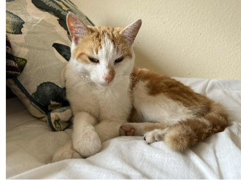 Dylan Lost 2025.082 - Exmouth Rd, nr Elson Junior School, Gosport