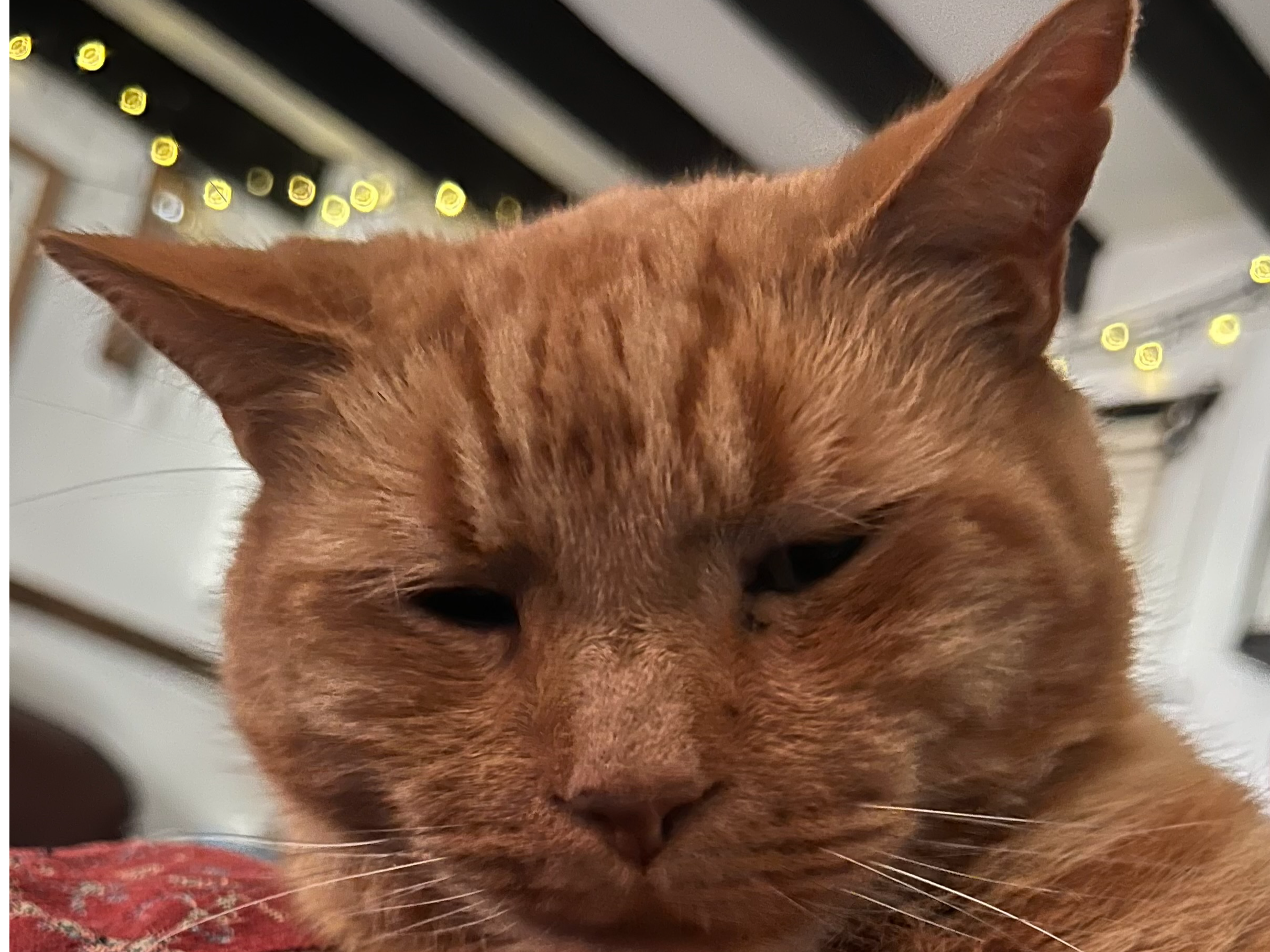 Missing Cat Will Scarlet