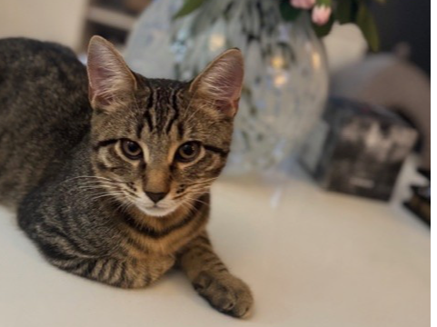 L540 - tabby male -SINFIN