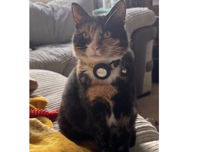 L541 -tortoiseshell & white female— HEATHERTON VILLAGE, LITTLEOVER