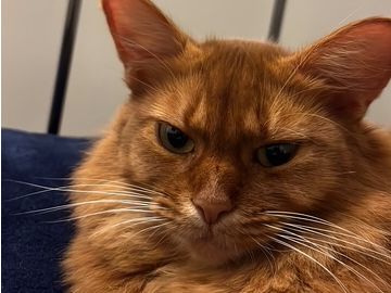 Missing in North Pickenham