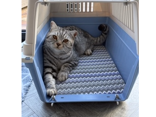 L544 - silver tabby - WESTON ON TRENT