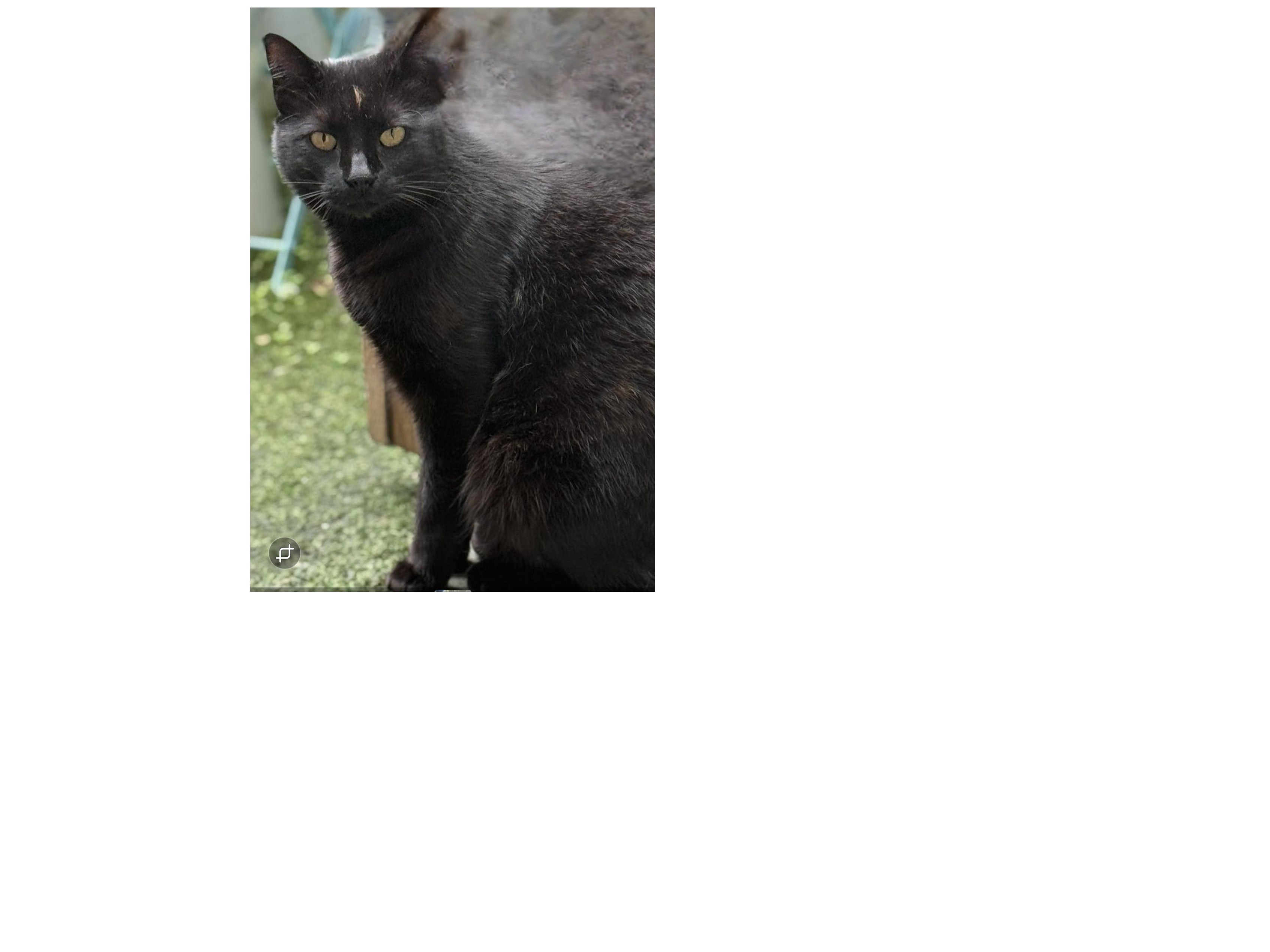 L545 - black male - BELPER