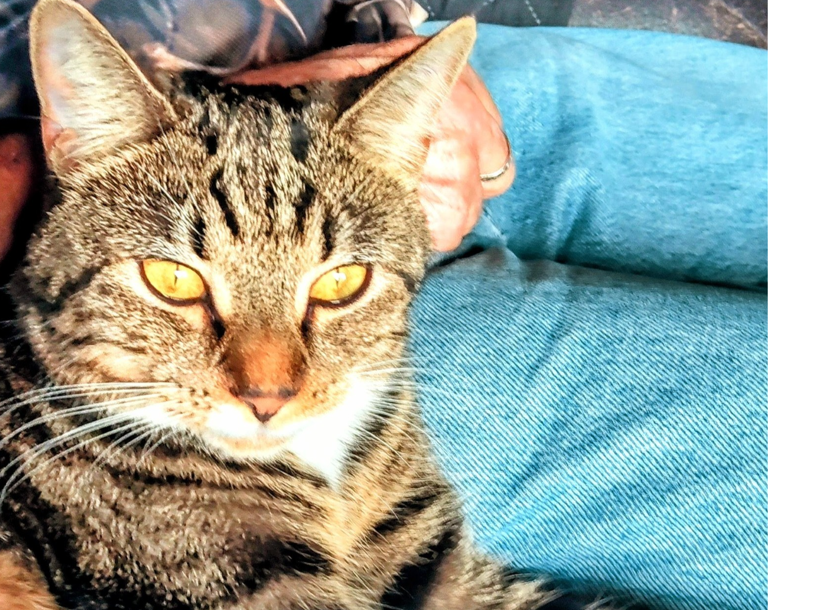 L550 - tabby female, Tutbury