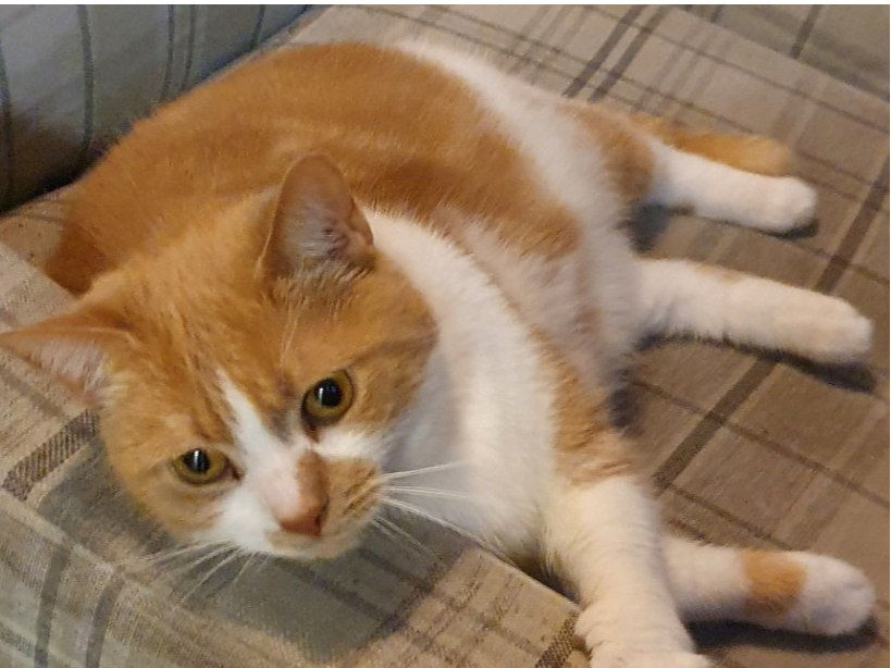 L552 - ginger & white female - RIPLEY