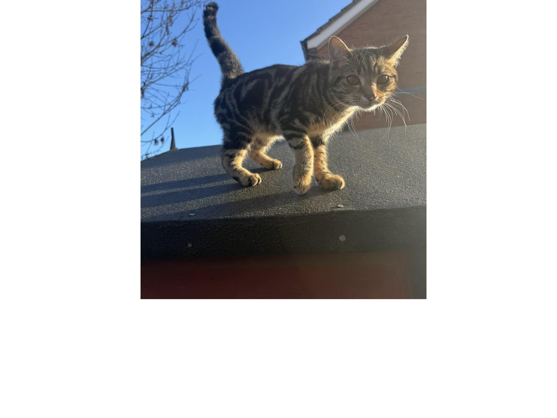 L553 - tabby male - ILKESTON