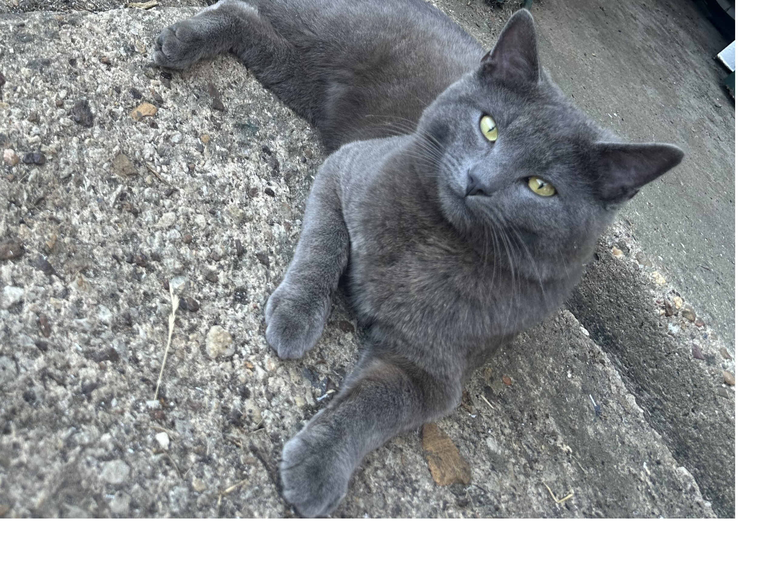 Figgy - Missing from Sleaford