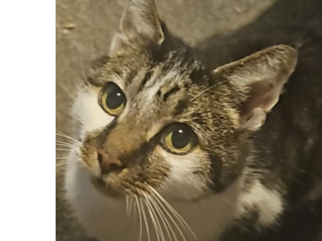 BUDDYLOVE - Tabby & White