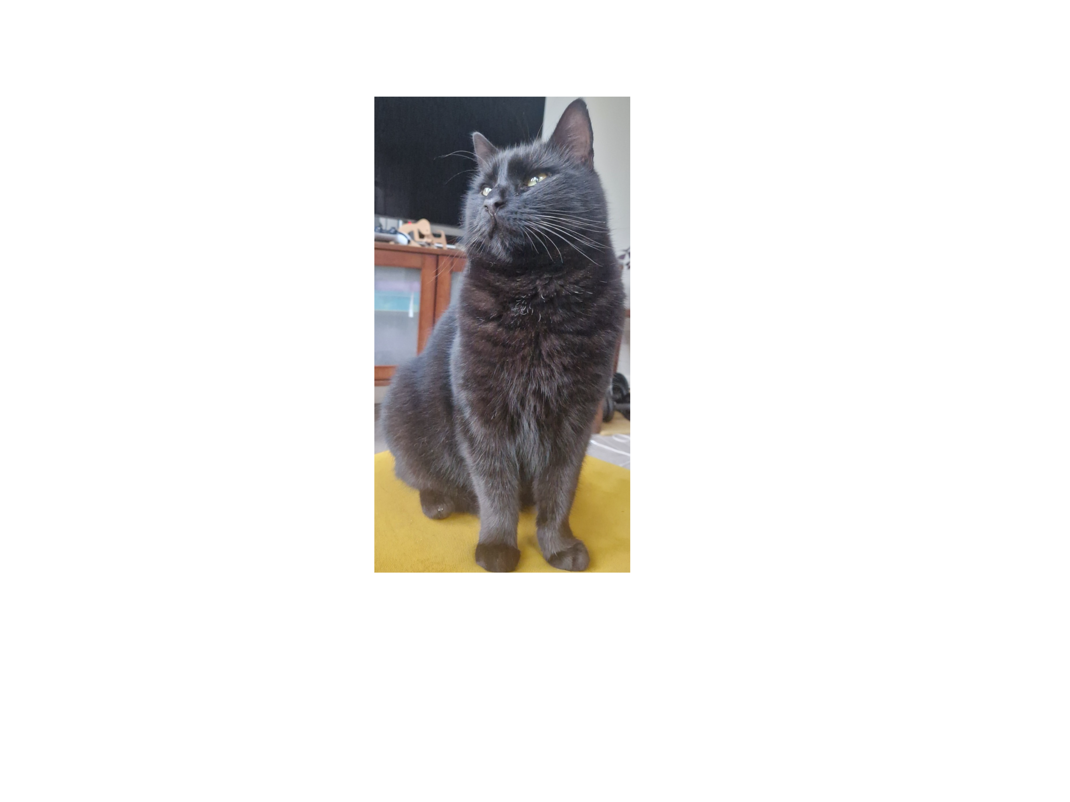 L554 - black tabby - ALLESTREE