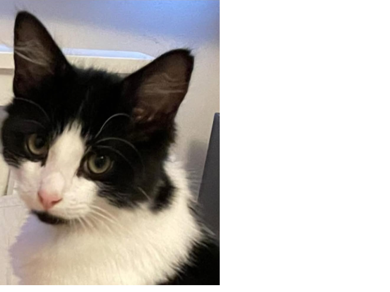 Fury - missing from Sutton Heath