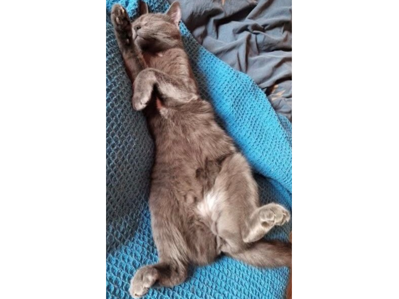 L556 - grey male - WILLINGTON