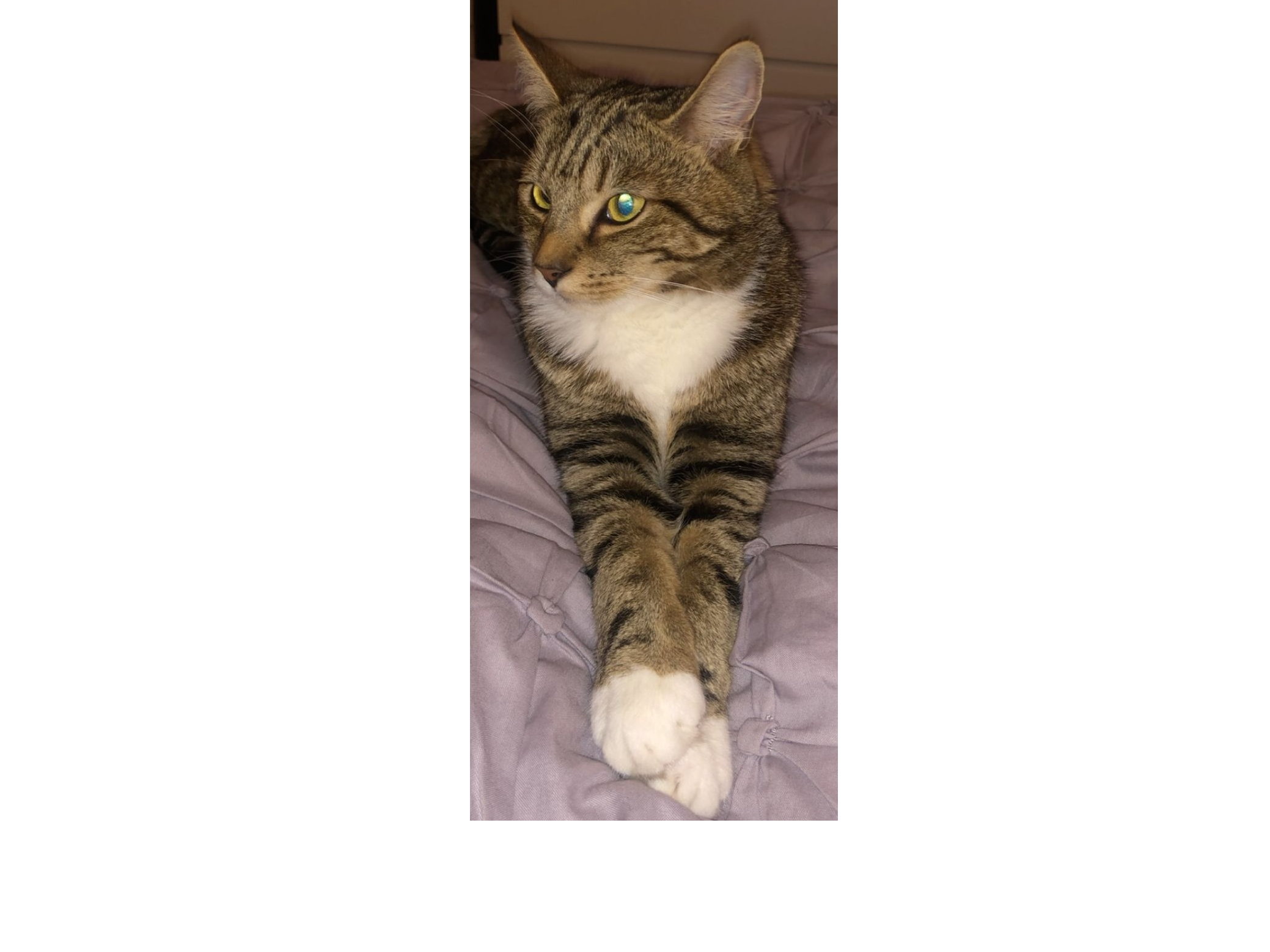 L560 - tabby & white male - BELPER