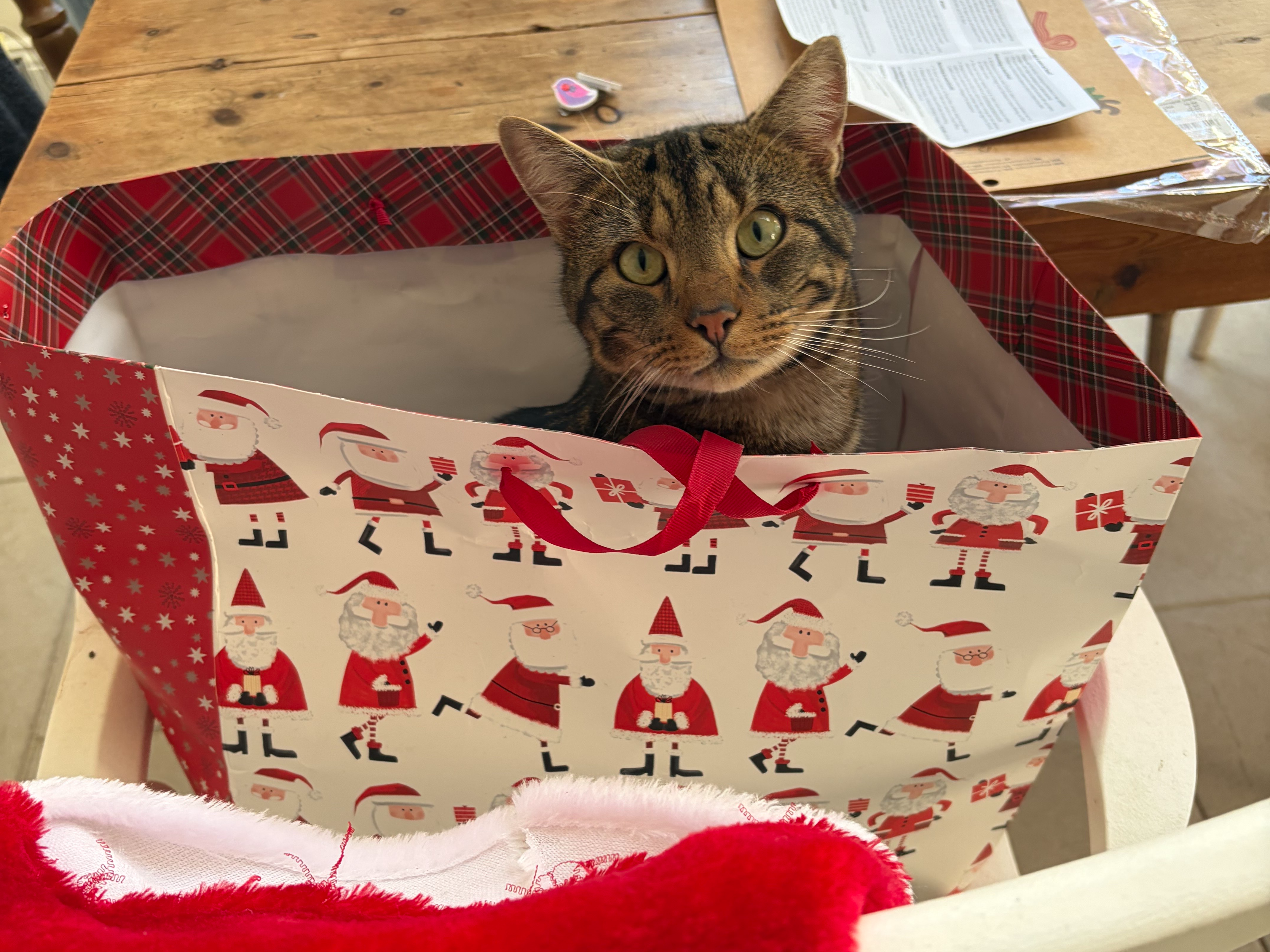 Missing cat around the area CT4 5HZ