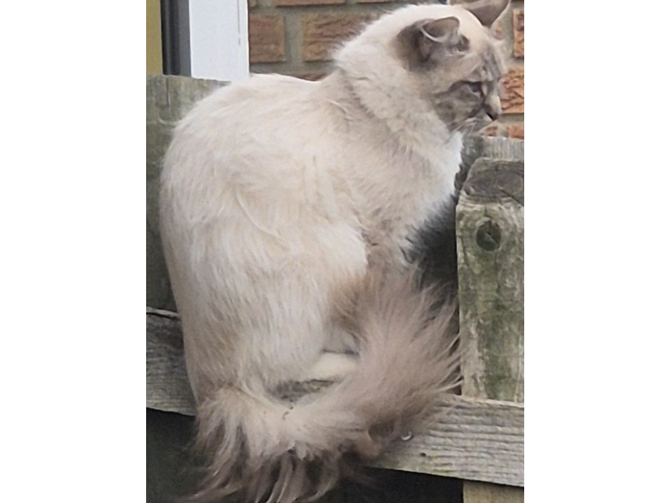 L561 - female Ragdoll - RIPLEY