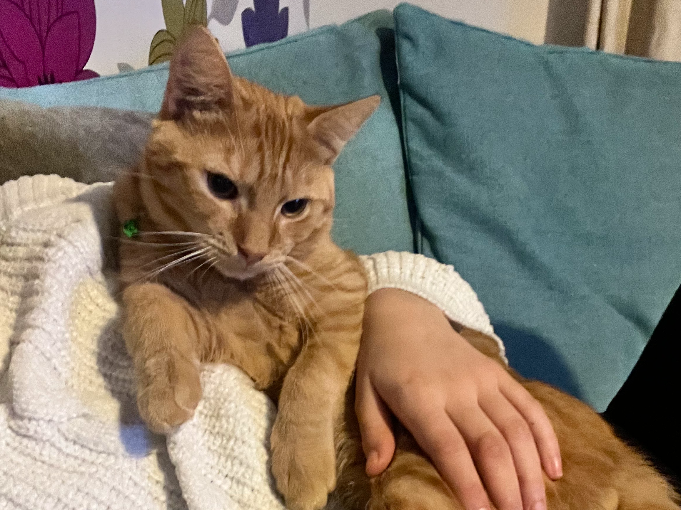 Missing in Kings Reach area - Kings Lynn