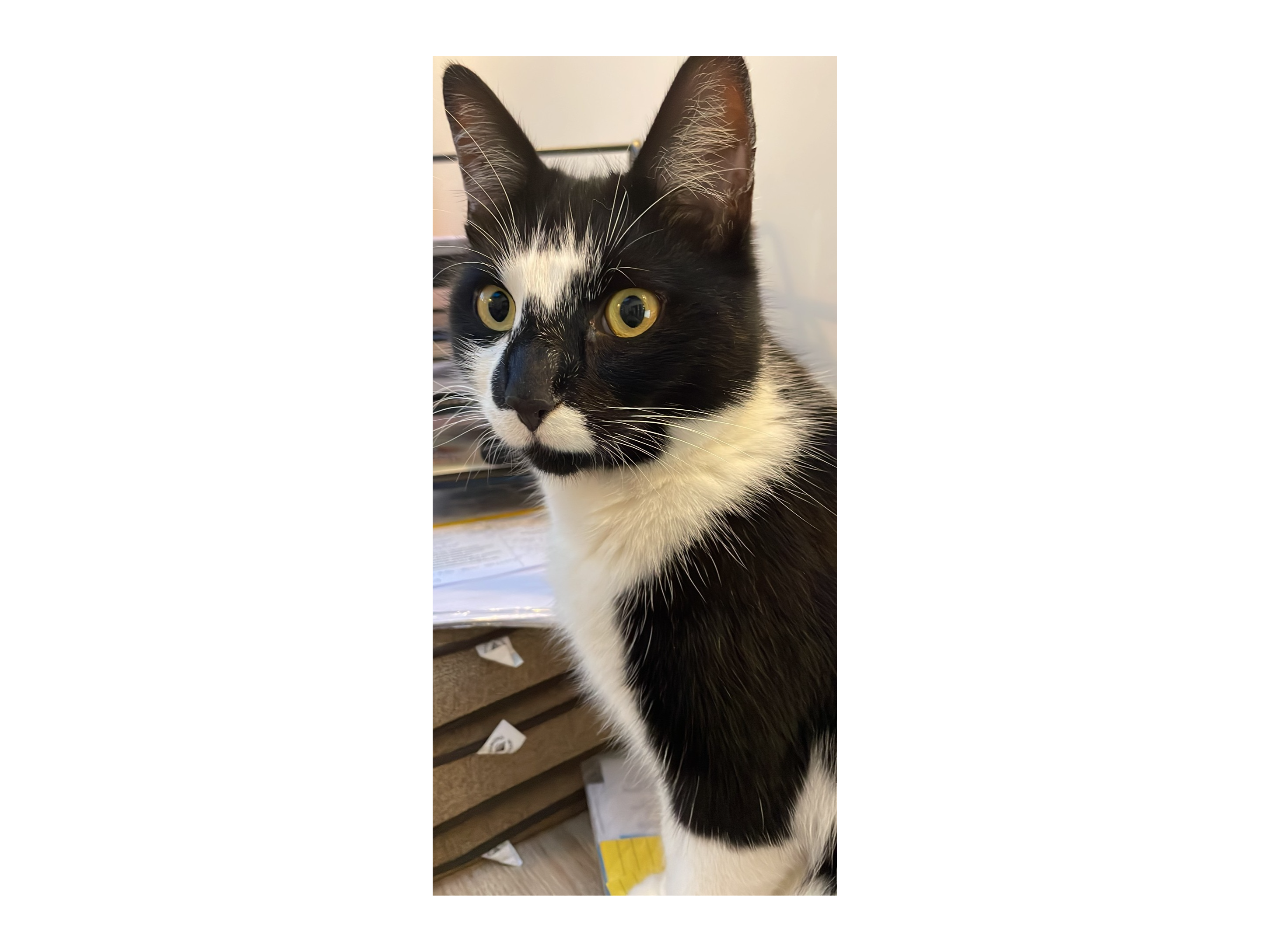 L563 - black & white male - SPONDON