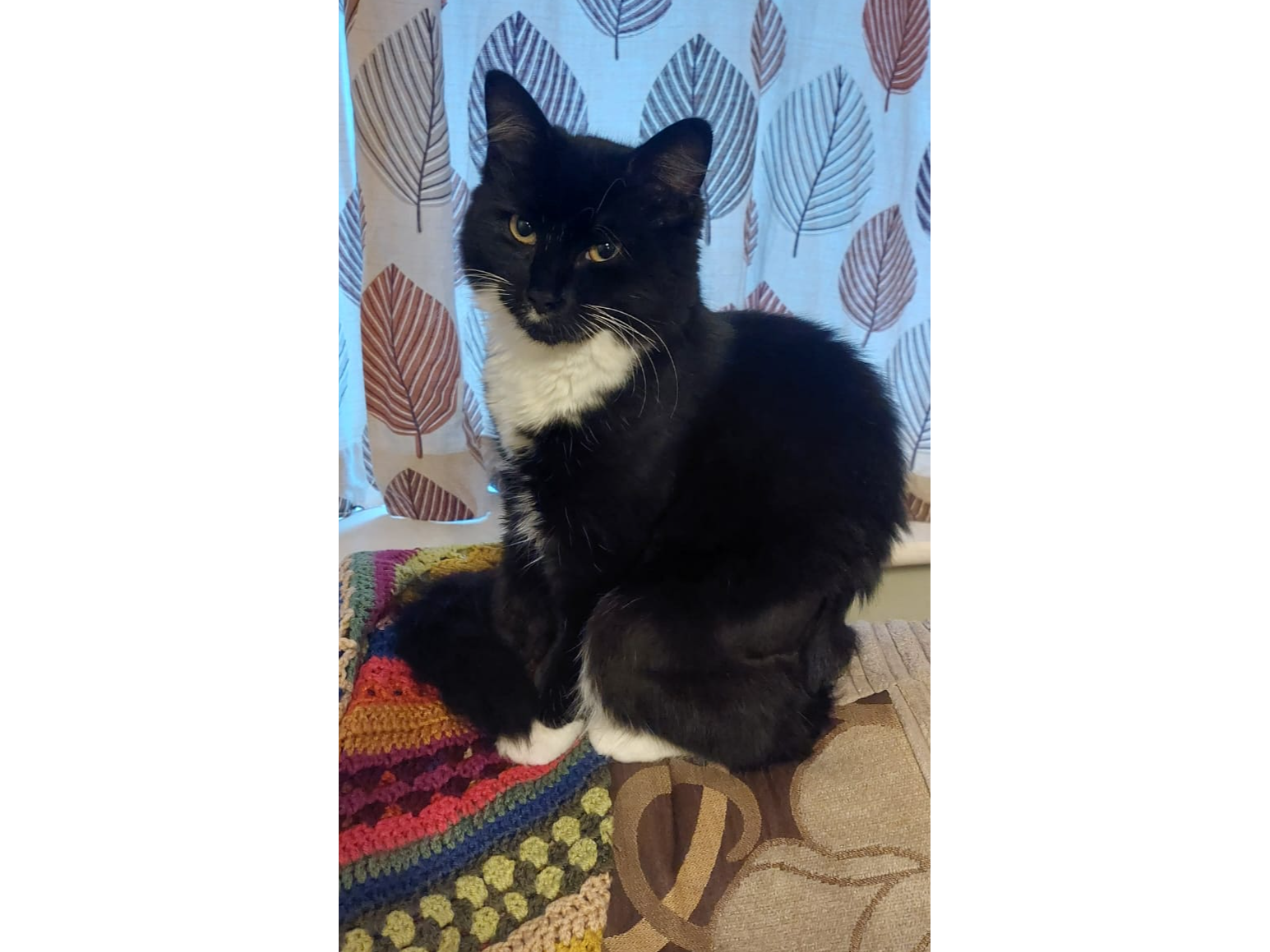 L564 - Black & white female - DONISTHORPE