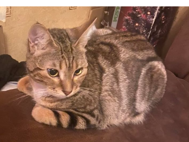 Melody  Lost 2026.004 - Nobes Avenue (nr White Horse pub), Bridgemary