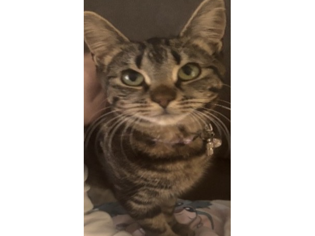 L565 - tabby female - CHADDESDEN