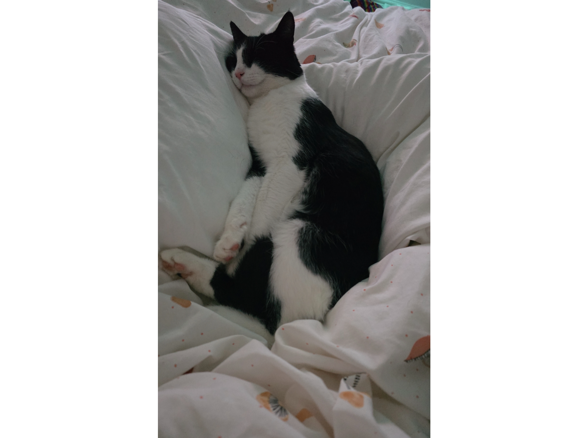 Smudge, Bassingbourn