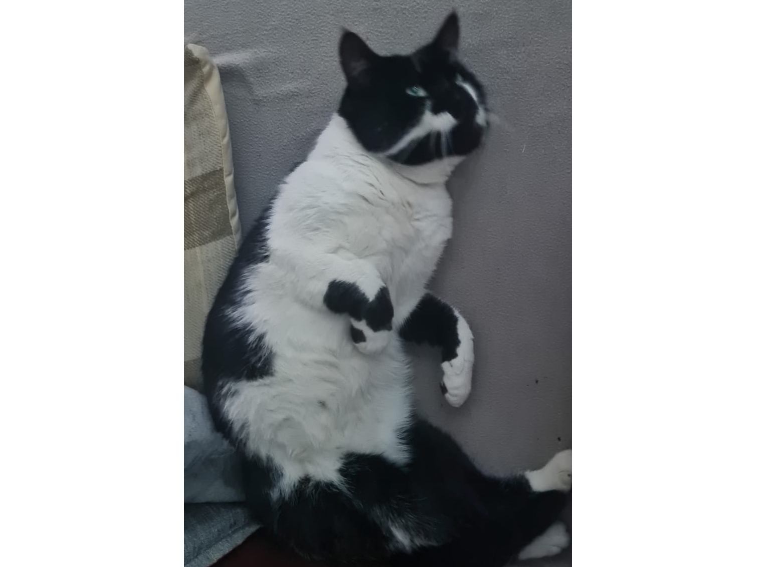 L568 - black & white male - DERBY