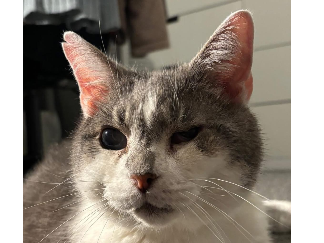 Milo - Missing from Sleaford...