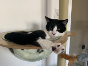 L570 - black & white male - DERBY